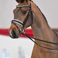 Hengst V. Carambole - Diamant de Semilly