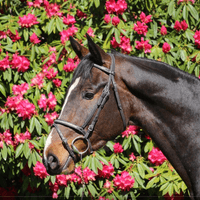 Sjeik van de Nachtegaele