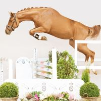 Hengst von Pegase van't Ruytershof x Kannan