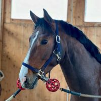 Drayman Of Woepie Nm Z