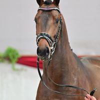 Kane (Swe) / Quadroneur