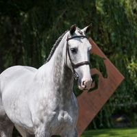 Bazaar van het Bellehof Z