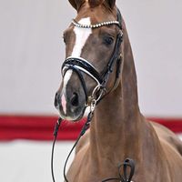 Hengst V. Sir Donnerhall I - Totilas