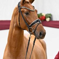 Hengst V. Total Diamond Ps - Benicio