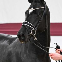 Hengst V. Iron - Foundation