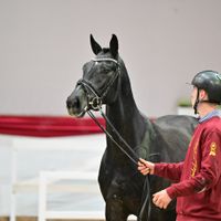 Hengst V. Conthargos - Balou Du Rouet