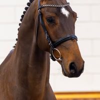 Vdl Morning star J.W.B.