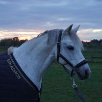 Grenzhoehes My Excuse