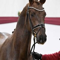 Hengst V. Damontez - Grand Galaxy Win T