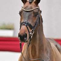 Hengst V. Uricas van de Kattevennen - Acorado