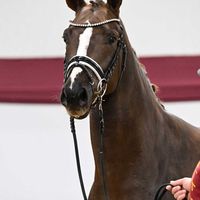 Hengst V. Floricello - Stedinger