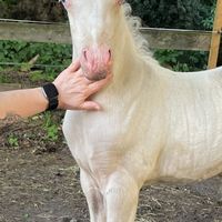 Golden Grey‘s Creamy