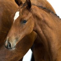 Ursa D'argilla Berghoeve Z