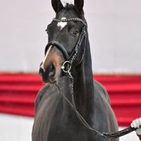 Quaterback / Dante Weltino