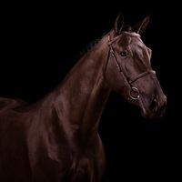 Rhumba Jw-Van de Moerhoeve