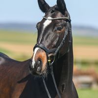 Tullibards Right Choice