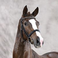 Ibiza Dream / Floriscount