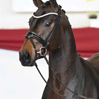 Hengst v. Springbank II VH /Rock Forever I