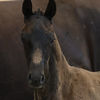 Terpling's Dream-Star