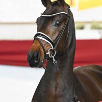 Hengst V. For Romance I - Floricello