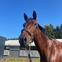 Dracula Di Via Condotti