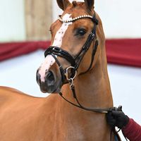 Hengst V. Balou Du Rouet - Diamant de Semilly