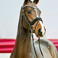 Brillant du Reventon