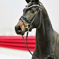 Hengst von For Romance I / Dante Weltino