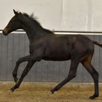 Kjeldbjergs Statement