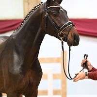 Hengst V. Coeur de Bella Donna - Contendro I