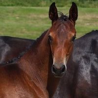 Fohlen von Bon Courage X Grey Flanell