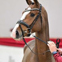 Hengst V. Dourkhan Hero Z - Comme Il Faut NRW