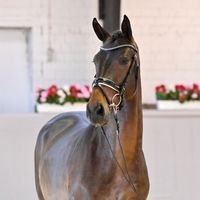 Hengst V. Millennium/T. - Farewell III