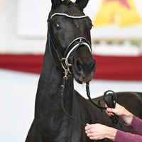 Hengst V. Donier - Don Olymbrio L