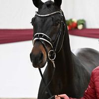 Hengst V. Fürstenball - Romanov Blue Hors