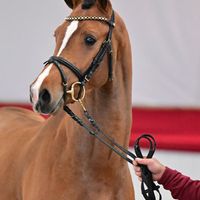 Valverde / Quaterback