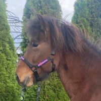 Flóki Vom Schleuener HOF