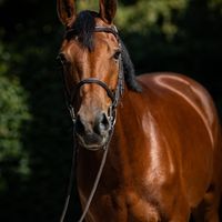 Babuschka Dree Boeken