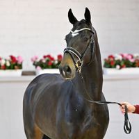 Hengst V. de Niro Gold - Totilas