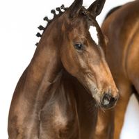 Us Balia van Seldsum