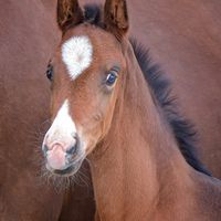Fohlen von Zarenball/Sir Donnerhall