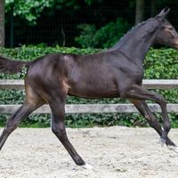 Tequila V.d. Hunenborg