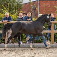 Friedrichshof Kents Diamond