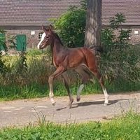 Disney's Donnerwetter F