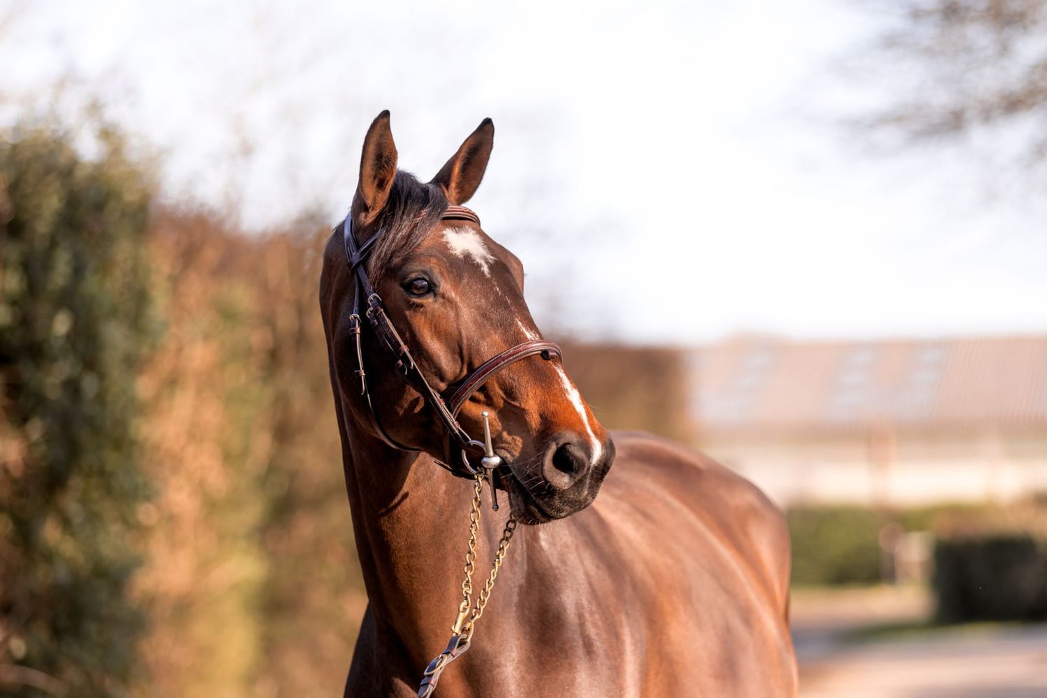 6 ANS / 2 QUAL. - Belgian Championships Young Horses - 2023 