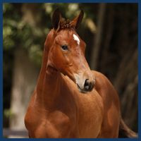 Treasuretaire van 'T Oosterzand