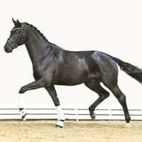 Hengst von Dynamic Dream X Fürstenball