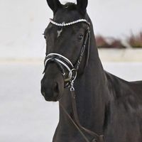 Hengst V. Debutant Ps - Benetton Dream