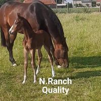 A Lucky One V/D N.ranch