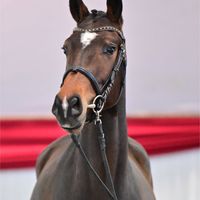 Karl von Linde P / Sternkönig XX